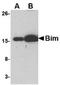 BCL2 Like 11 antibody, TA319805, Origene, Western Blot image 