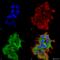 Hypoxia Up-Regulated 1 antibody, SMC-232D-FITC, StressMarq, Immunofluorescence image 