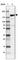 Serine And Arginine Repetitive Matrix 1 antibody, HPA049941, Atlas Antibodies, Western Blot image 