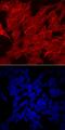 Lipoprotein Lipase antibody, AF7197, R&D Systems, Immunocytochemistry image 
