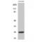High Mobility Group Box 2 antibody, LS-C383964, Lifespan Biosciences, Western Blot image 