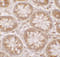 Death Associated Protein antibody, 7389, ProSci, Immunohistochemistry frozen image 