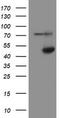 Alcohol Dehydrogenase 7 (Class IV), Mu Or Sigma Polypeptide antibody, TA504873S, Origene, Western Blot image 