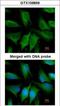 FYVE, RhoGEF And PH Domain Containing 4 antibody, GTX109859, GeneTex, Immunocytochemistry image 