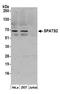 Spermatogenesis Associated Serine Rich 2 antibody, A304-970A, Bethyl Labs, Western Blot image 