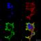Laforin antibody, SMC-466D-P594, StressMarq, Immunofluorescence image 