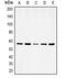 Vimentin antibody, MBS821657, MyBioSource, Western Blot image 