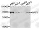 Nuclear Respiratory Factor 1 antibody, A5264, ABclonal Technology, Western Blot image 