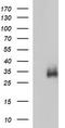 Interleukin 1 Beta antibody, TA506440, Origene, Western Blot image 