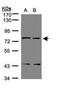 LGR7 antibody, GTX108186, GeneTex, Western Blot image 