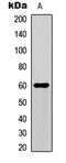 SMAD Family Member 1 antibody, LS-C358321, Lifespan Biosciences, Western Blot image 