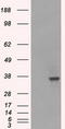 Ldh-1 antibody, TA500531AM, Origene, Western Blot image 