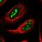 Nucleolar protein 14 antibody, NBP2-13665, Novus Biologicals, Immunofluorescence image 