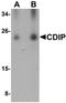 Cell Death Inducing P53 Target 1 antibody, orb75154, Biorbyt, Western Blot image 