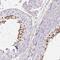 Chromosome 4 Open Reading Frame 50 antibody, PA5-63550, Invitrogen Antibodies, Immunohistochemistry frozen image 
