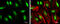 General Transcription Factor IIH Subunit 1 antibody, GTX111804, GeneTex, Immunofluorescence image 