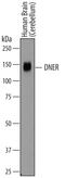 Delta/Notch Like EGF Repeat Containing antibody, BAF3646, R&D Systems, Western Blot image 