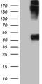 Keratin 35 antibody, TA811820, Origene, Western Blot image 