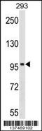Spire Type Actin Nucleation Factor 1 antibody, 59-219, ProSci, Western Blot image 