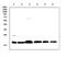 Inducible T Cell Costimulator antibody, A00291-2, Boster Biological Technology, Western Blot image 
