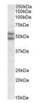 BCL2 Associated Athanogene 5 antibody, orb18818, Biorbyt, Western Blot image 