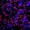 Replication Protein A2 antibody, IHC-00417, Bethyl Labs, Immunohistochemistry paraffin image 