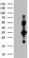 Erythropoietin Receptor antibody, TA804627S, Origene, Western Blot image 