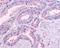 Olfactory receptor 51E1 antibody, NLS1851, Novus Biologicals, Immunohistochemistry frozen image 