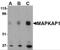 MAPK Associated Protein 1 antibody, 4077, ProSci, Western Blot image 