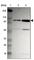 Zinc Finger Protein 267 antibody, HPA003866, Atlas Antibodies, Western Blot image 
