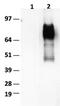 CD36 Molecule antibody, TA400020, Origene, Western Blot image 