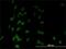 TATA-Box Binding Protein Associated Factor 7 antibody, H00006879-M01, Novus Biologicals, Immunofluorescence image 