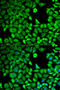 Leukotriene A4 Hydrolase antibody, 18-672, ProSci, Immunofluorescence image 