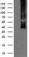 Mitogen-Activated Protein Kinase Kinase 3 antibody, TA505615, Origene, Western Blot image 