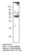 E2F Transcription Factor 4 antibody, MBS540591, MyBioSource, Western Blot image 