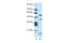 LIM Homeobox 1 antibody, 27-569, ProSci, Western Blot image 