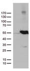 Ubiquitin Like Modifier Activating Enzyme 3 antibody, TA811881S, Origene, Western Blot image 