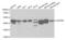 Hsd3b antibody, abx001506, Abbexa, Western Blot image 