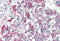 Caspase Recruitment Domain Family Member 9 antibody, MBS240457, MyBioSource, Immunohistochemistry frozen image 