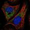 Jade Family PHD Finger 1 antibody, NBP1-83085, Novus Biologicals, Immunofluorescence image 