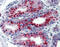 Potassium channel subfamily K member 9 antibody, ARP35260_P050, Aviva Systems Biology, Immunohistochemistry frozen image 