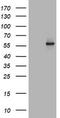 TAP Binding Protein Like antibody, LS-C174370, Lifespan Biosciences, Western Blot image 