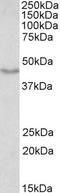 Doublecortin antibody, LS-C139686, Lifespan Biosciences, Western Blot image 