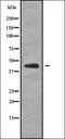 ECL antibody, orb338012, Biorbyt, Western Blot image 