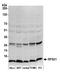 Ribosomal Protein S21 antibody, A305-071A, Bethyl Labs, Western Blot image 