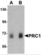 Protein Regulator Of Cytokinesis 1 antibody, NBP2-81882, Novus Biologicals, Western Blot image 