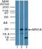 Gamma-secretase subunit APH-1A antibody, NBP2-27176, Novus Biologicals, Western Blot image 