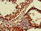 MAEA antibody, CSB-PA013310LA01HU, Cusabio, Immunohistochemistry frozen image 