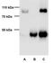 Fragile X mental retardation syndrome-related protein 1 antibody, NBP2-22246, Novus Biologicals, Immunoprecipitation image 