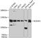 NCK Associated Protein 1 antibody, 14-325, ProSci, Western Blot image 